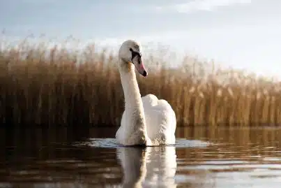 Ontdek het krachtdier zwaan